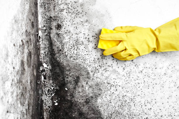 Best Post-Flood Mold Remediation in Collinsville, TX