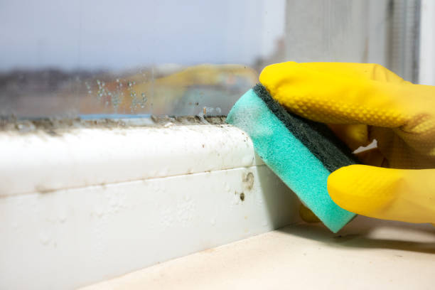 Best HVAC Mold Remediation in Collinsville, TX