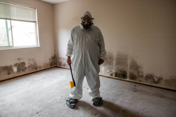 Best Black Mold Remediation in Collinsville, TX