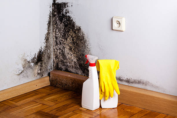 Best Basement Mold Remediation in Collinsville, TX