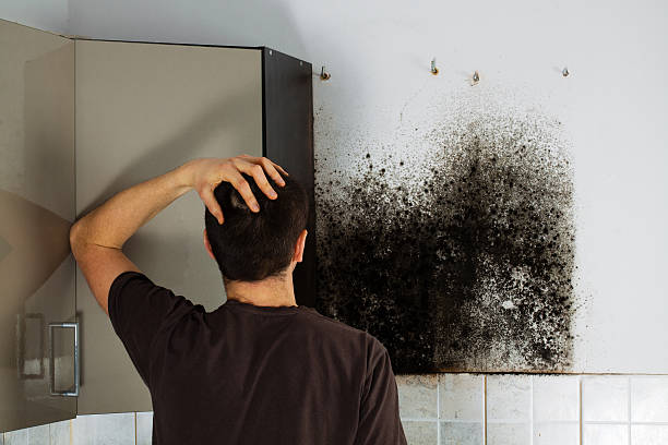 Reliable Collinsville, TX Mold Remediation Solutions