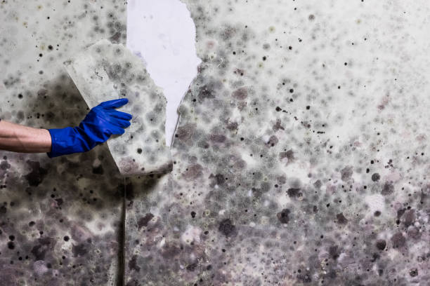Best Bathroom Mold Remediation in Collinsville, TX